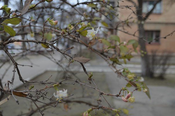 В Измаиле зацвели деревья. Фото: topor.od.ua
