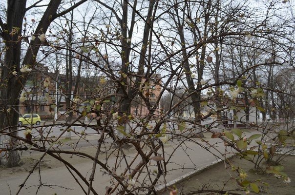В Измаиле зацвели деревья. Фото: topor.od.ua