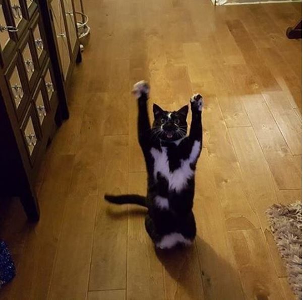 Кошка стала популярна из-за поднятых лап. Фото: instagram/goalkitty