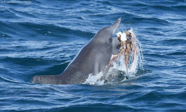 <p>Дельфіни їдять восьминогів. Фото: facebook / Mandurah-Dolphin-Research-Project</p>