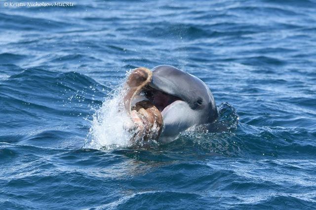Дельфины едят осьминогов. Фото: facebook/Mandurah-Dolphin-Research-Project