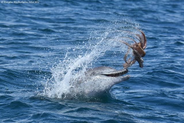 Дельфины едят осьминогов. Фото: facebook/Mandurah-Dolphin-Research-Project