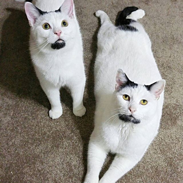 Бородатый кот. Фото: instagram.com/omgdeedee
