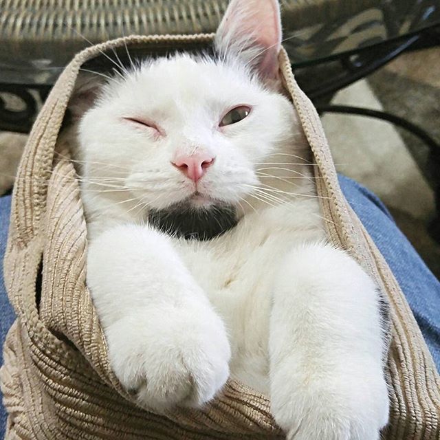 <p>Бородатий кіт. Фото: instagram.com/omgdeedee</p>