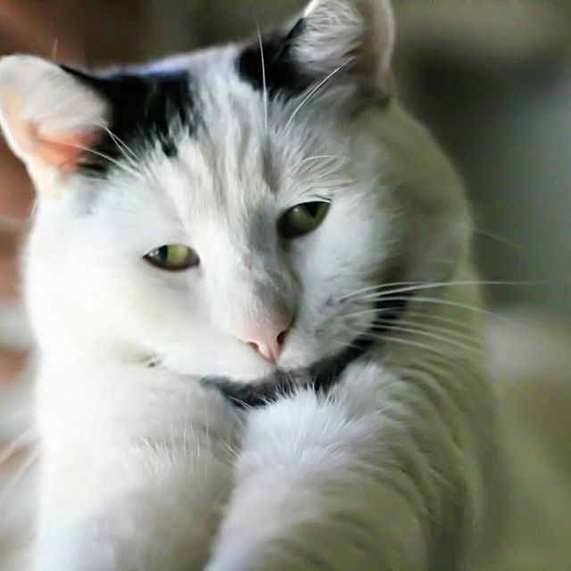 <p>Бородатий кіт. Фото: instagram.com/omgdeedee</p>