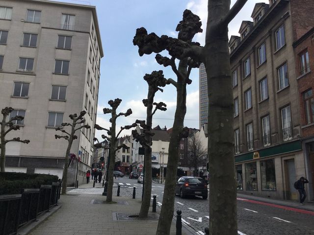 Дивують і брюссельські дерева – наче платани, але замість гілок якісь потворні вузлуваті культяпки