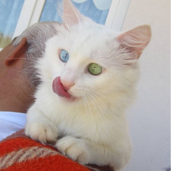 У котика разноцветные глаза. Фото: instagram.com/kedialos