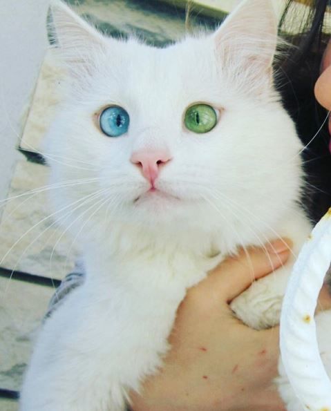 У котика разноцветные глаза. Фото: instagram.com/kedialos