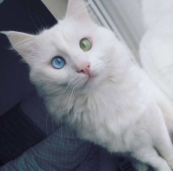 <p>У котика різнокольорові очі. Фото: instagram.com/kedialos</p>