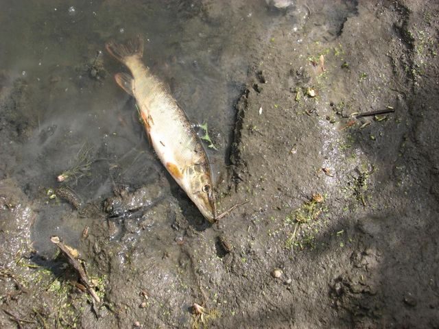 <p>У річці Случ гине риба. Фото: unn.com.ua</p>