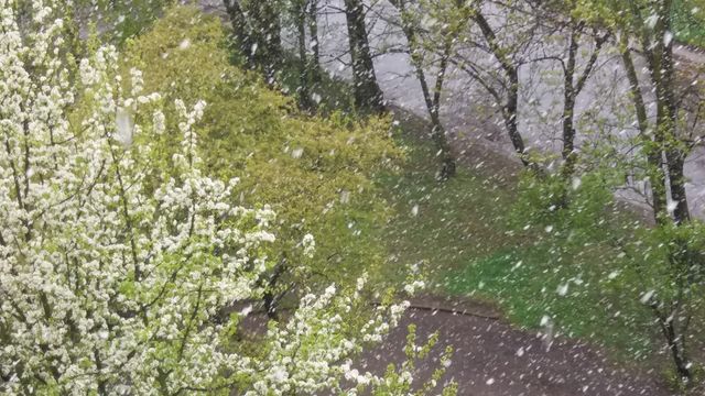 Настоящий апрельский снег. Фото: Т.Самотый