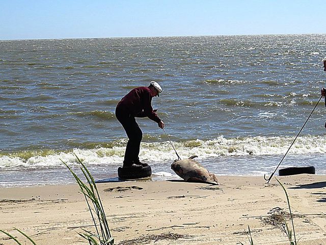 Дельфина выбросило на берег. Фото: УНН