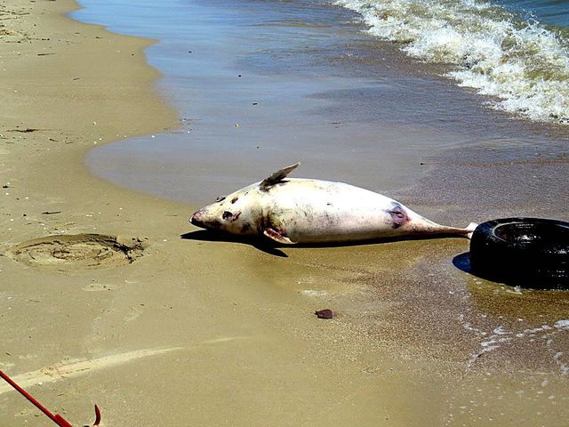 Дельфина выбросило на берег. Фото: УНН