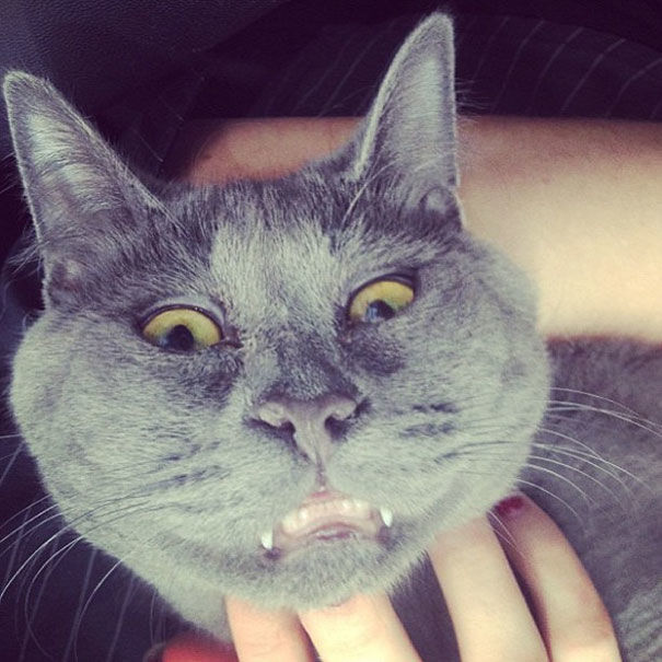 Смешной кот. Фото: instagram.com/theadventuresofkev
