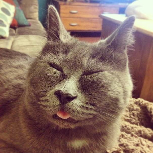 Смешной кот. Фото: instagram.com/theadventuresofkev