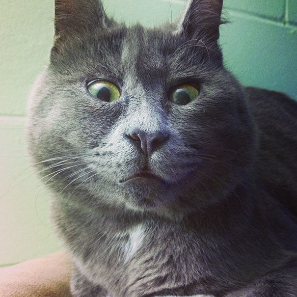 <p>Смішний кіт. Фото: instagram.com/theadventuresofkev</p>