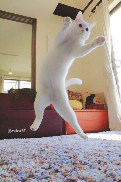 Котик любит танцевать. Фото: twitter.com/ccchisa76