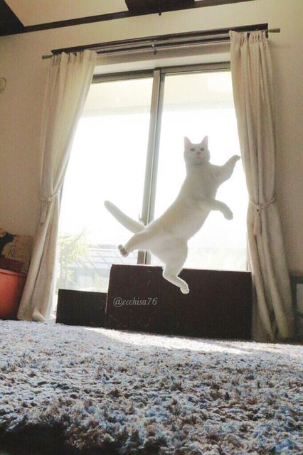 Котик любит танцевать. Фото: twitter.com/ccchisa76