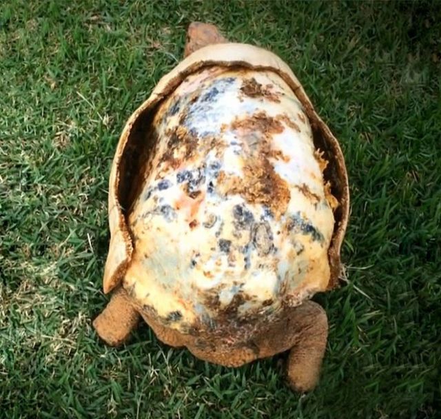 Черепаха. Фото: boredpanda.com