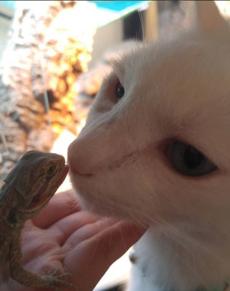 Котик нашел себе необычного друга. Фото: instagram.com/charles_the_dragon