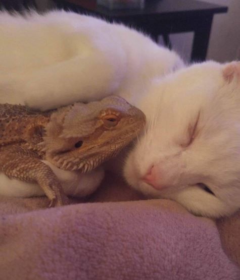Котик нашел себе необычного друга. Фото: instagram.com/charles_the_dragon