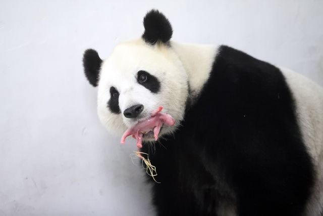 Панда родила малыша. Фото: AFP