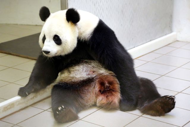 <p>Панда родила малыша. Фото: AFP</p>