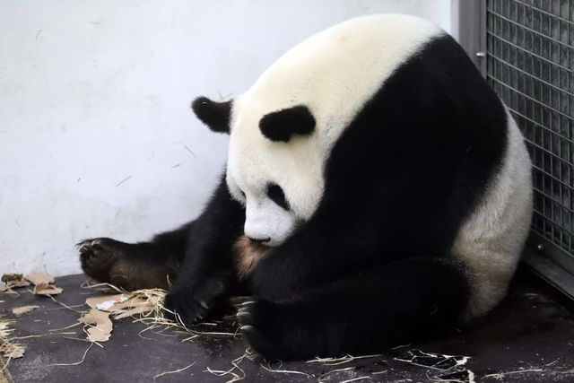 Панда родила малыша. Фото: AFP