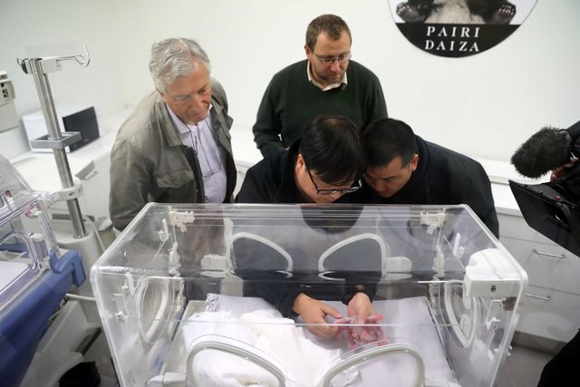 <p>Панда родила малыша. Фото: AFP</p>