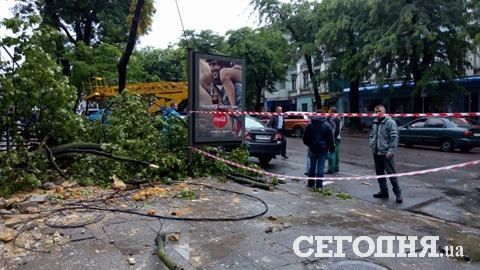 Дерево упало на автомобили. Фото: Д.Сидоровская
