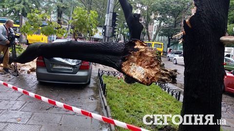 <p>Дерево впало на автомобілі.&nbsp;Фото: Д.Сидоровська</p>