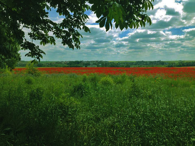 Маковое поле. Фото: В.Мыколайчук