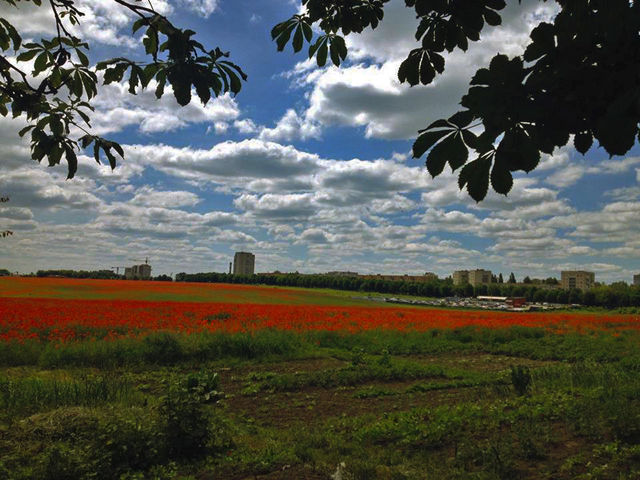 <p>Макове поле. Фото: В.Миколайчук</p>