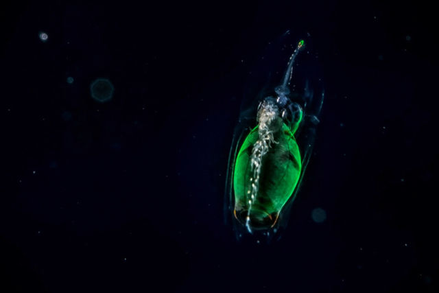 Удивительный подводный мир. Фото: Jeannot Kuenzel