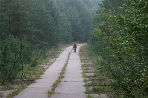 Лошадь Пржевальского на дороге к объекту "Чернобыль-2" (загоризонтной радиолокационной станции). Фото А.Мазура