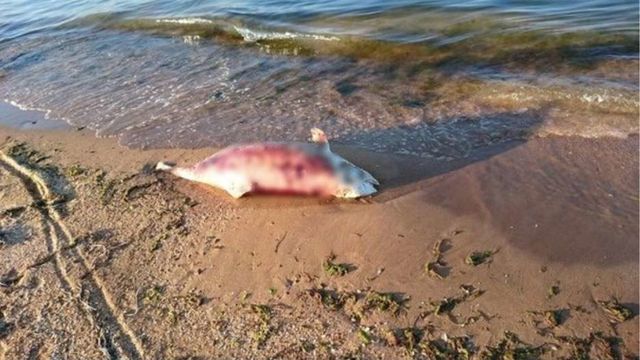 Мертвый дельфин. Фото: an-crimea.ru
