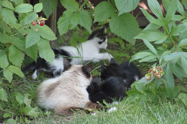Котята ищут дом. Фото: О. Дорошенко