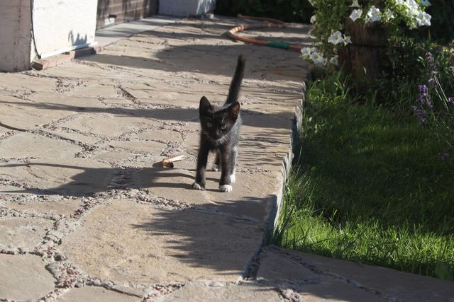 Котята ищут дом. Фото: О. Дорошенко