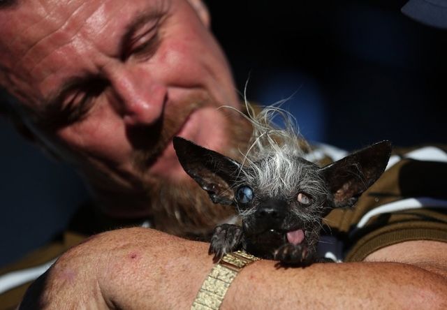 В Калифорнии выбрали самую страшную собаку. Фото: Justin Sullivan