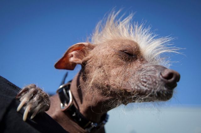 В Калифорнии выбрали самую страшную собаку. Фото: Justin Sullivan