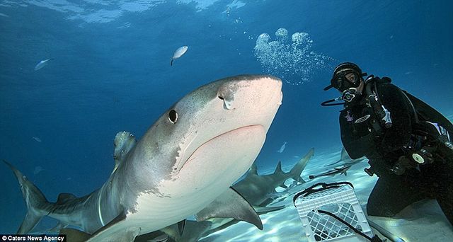 Тигровые акулы без труда раскусывают панцирь морских черепах. Фото: Caters News Agency