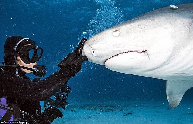 Тигровые акулы без труда раскусывают панцирь морских черепах. Фото: Caters News Agency