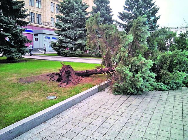 С корнями. В городе упало 95 деревьев и 350 крупных веток. Фото: vk.com