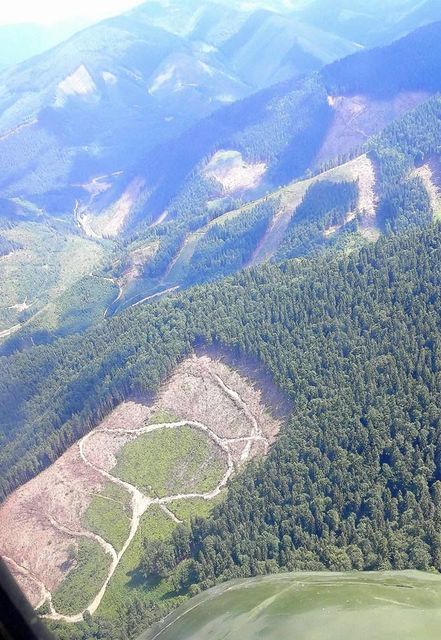 Вырубка леса. Фото: facebook.com/LlutsenkoYuri
