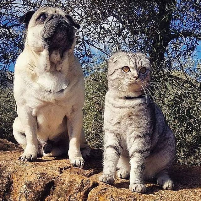 Мопс Бандито и кот Луиджи. Фото: instagram.com/pugandcat