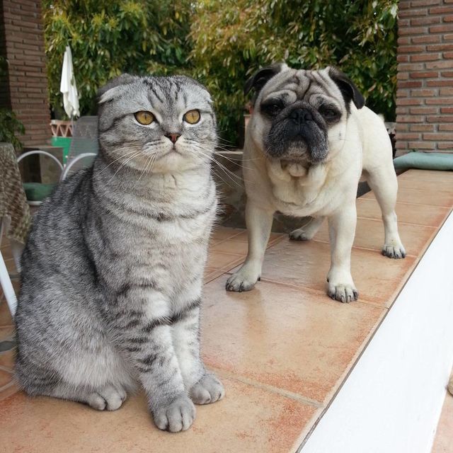 Мопс Бандито и кот Луиджи. Фото: instagram.com/pugandcat