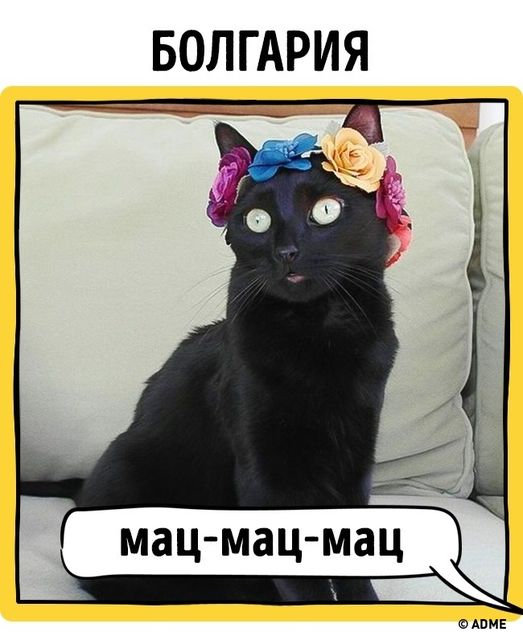 <p>Всі кішки розуміють ласку. Фото: adme.ru</p>