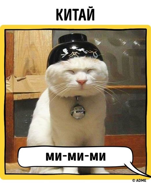 Все кошки понимают ласку. Фото: adme.ru