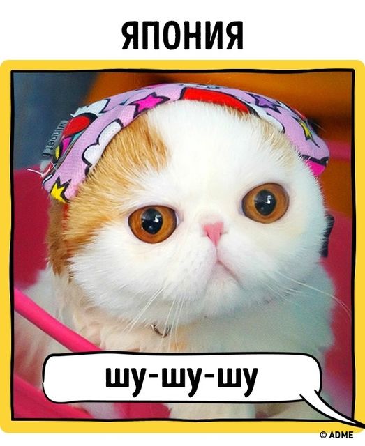 Все кошки понимают ласку. Фото: adme.ru