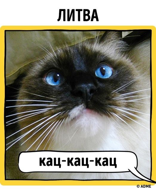 <p>Всі кішки розуміють ласку. Фото: adme.ru</p>